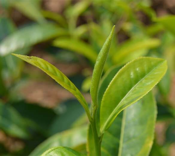 French Tea Rusk  Key to Teas, Carefully Crafted Premium Loose