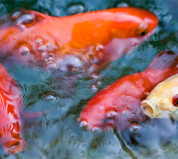 Image for Purpose Driven Mission