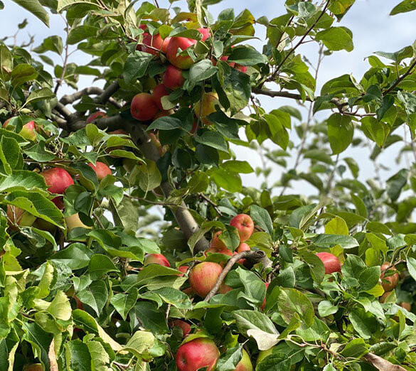 Image For Spiced Apple Kiss. A Tea Inspired by Fall