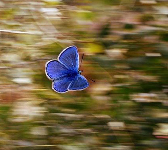 Image For AAPI Community Advocacy